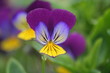 fleure