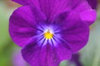 fleure