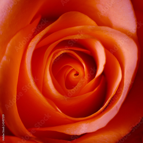 Photo: coeur d'une rose rouge coeur d'une rose rouge