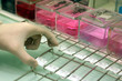 histologie