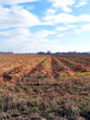 field