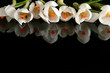 white crocus