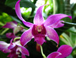orchids orchids