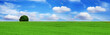 lonely tree in a beautiful landscape lonely tree in a beautiful landscape