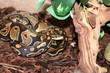 königs python