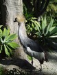 tropical bird tropical bird