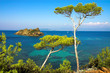 landscape with pines on the island of the cote d'azure landscape with pines on the island of the cote d'azure