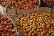 paniers de tomates