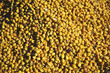 graines de soja