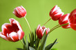 red  and white tulips