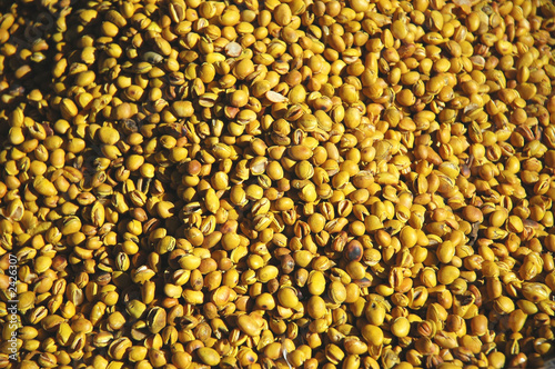 Foto: graines de soja graines de soja