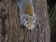 squirrel on tree
