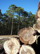 vie des arbres