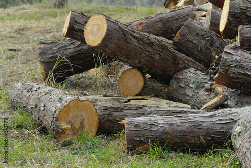 Foto: wood stump wood stump