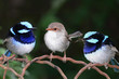 Photo: superb blue fairy wrens perching together superb blue fairy wrens perching together