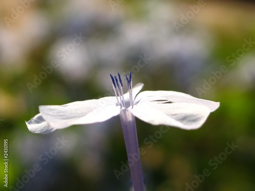 Photo: blue pollens blue pollens