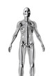 anatomy2