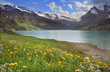 flowering of dandelions over mountain lake flowering of dandelions over mountain lake