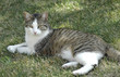cat at rest