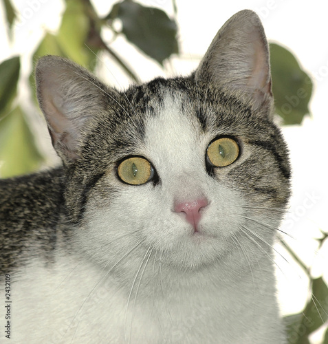 Photo: shocked cat shocked cat