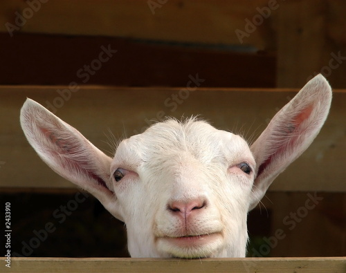 smiling goat