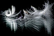 feather5