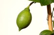 limette