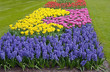 multicolored flower-bed of tulips and hyacinths