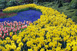 multicolored flower-bed of tulips and narcissi