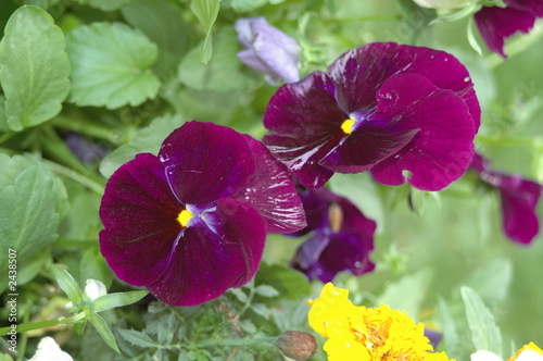 violette violette