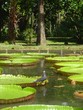 nenuphars de maurice