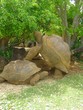 tortue