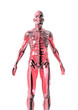 anatomy_red