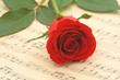 red rose closeup