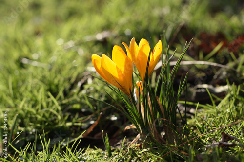 two yellow sunny crokuses on grass