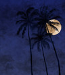 tropical night