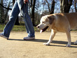 Foto: hund geht an leine spazieren - leinenzwang hund geht an leine spazieren - leinenzwang