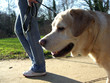 hund geht an leine spazieren - leinenzwang