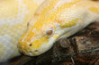 python snake