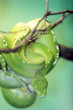 green python snake