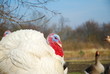 proud as a turkey