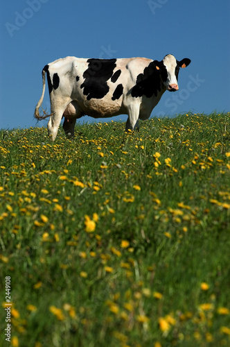 Photo: cow cow
