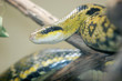 green python snake