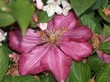 fleur fleur