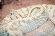 python snake