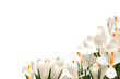 white crocus on white