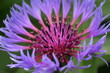 fleur