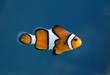 clownfisch