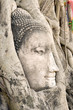 buddha head in tree roots
