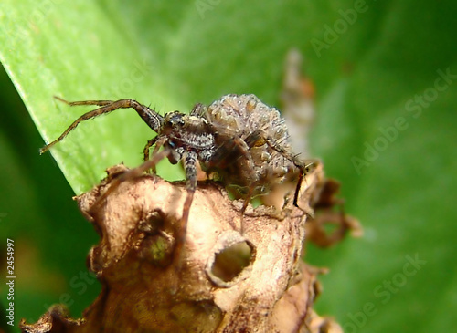 Photo: female spinder with children female spinder with children